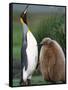 King Penguin Adult and Chick-Kevin Schafer-Framed Stretched Canvas