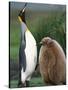 King Penguin Adult and Chick-Kevin Schafer-Stretched Canvas