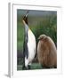 King Penguin Adult and Chick-Kevin Schafer-Framed Premium Photographic Print