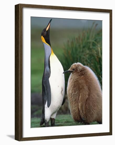 King Penguin Adult and Chick-Kevin Schafer-Framed Premium Photographic Print