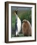 King Penguin Adult and Chick-Kevin Schafer-Framed Photographic Print