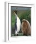 King Penguin Adult and Chick-Kevin Schafer-Framed Photographic Print