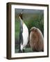 King Penguin Adult and Chick-Kevin Schafer-Framed Photographic Print