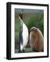 King Penguin Adult and Chick-Kevin Schafer-Framed Photographic Print