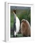 King Penguin Adult and Chick-Kevin Schafer-Framed Photographic Print