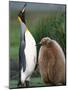 King Penguin Adult and Chick-Kevin Schafer-Mounted Photographic Print