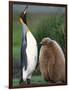 King Penguin Adult and Chick-Kevin Schafer-Framed Photographic Print