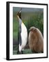 King Penguin Adult and Chick-Kevin Schafer-Framed Photographic Print