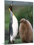 King Penguin Adult and Chick-Kevin Schafer-Mounted Photographic Print