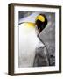 King Penguin Adult and First Season Chick, Salisbury Plain, South Georgia-James Hager-Framed Photographic Print