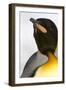 King Penguin (Aptenodytes patagonicus) adult, close-up of head, Right Whale Bay, South Georgia-Malcolm Schuyl-Framed Photographic Print