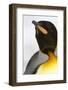 King Penguin (Aptenodytes patagonicus) adult, close-up of head, Right Whale Bay, South Georgia-Malcolm Schuyl-Framed Photographic Print
