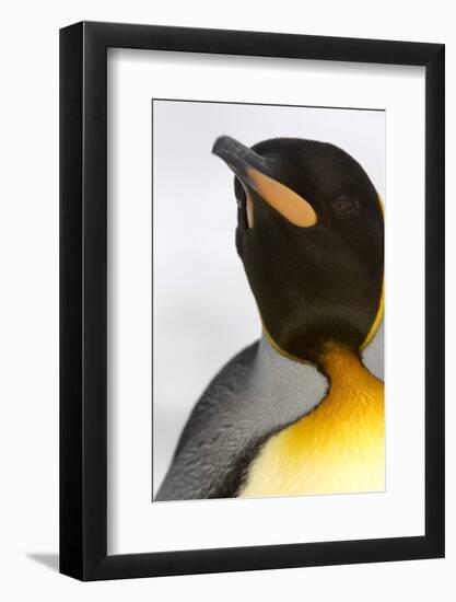 King Penguin (Aptenodytes patagonicus) adult, close-up of head, Right Whale Bay, South Georgia-Malcolm Schuyl-Framed Photographic Print