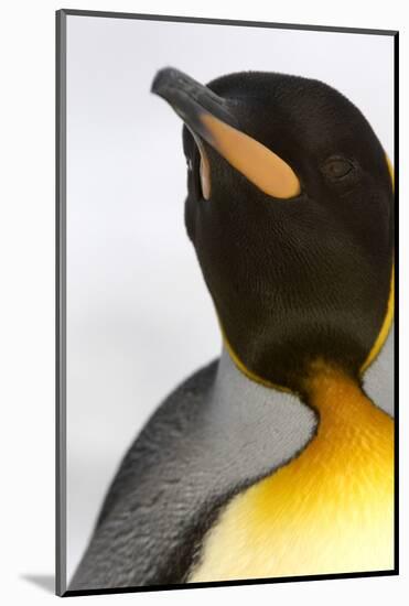 King Penguin (Aptenodytes patagonicus) adult, close-up of head, Right Whale Bay, South Georgia-Malcolm Schuyl-Mounted Photographic Print