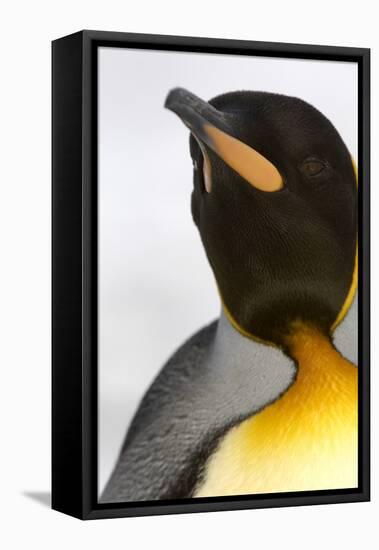 King Penguin (Aptenodytes patagonicus) adult, close-up of head, Right Whale Bay, South Georgia-Malcolm Schuyl-Framed Stretched Canvas