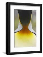 King Penguin (Aptenodytes patagonicus) adult, close-up of neck, Salisbury Plain, South Georgia-Bill Coster-Framed Photographic Print