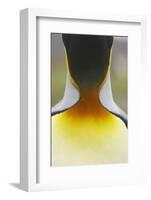 King Penguin (Aptenodytes patagonicus) adult, close-up of neck, Salisbury Plain, South Georgia-Bill Coster-Framed Photographic Print