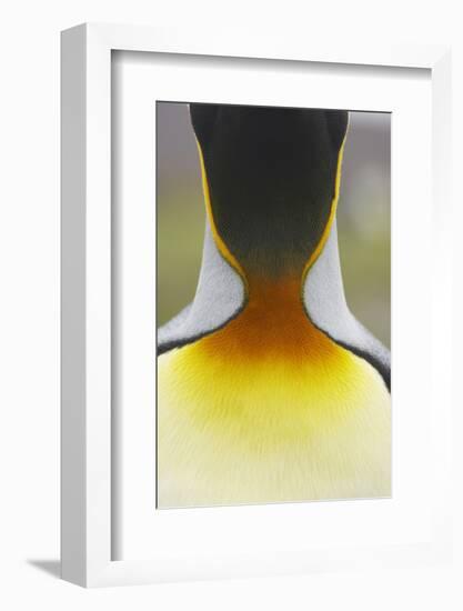 King Penguin (Aptenodytes patagonicus) adult, close-up of neck, Salisbury Plain, South Georgia-Bill Coster-Framed Photographic Print