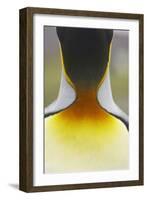 King Penguin (Aptenodytes patagonicus) adult, close-up of neck, Salisbury Plain, South Georgia-Bill Coster-Framed Photographic Print