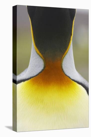 King Penguin (Aptenodytes patagonicus) adult, close-up of neck, Salisbury Plain, South Georgia-Bill Coster-Stretched Canvas