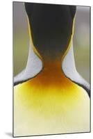 King Penguin (Aptenodytes patagonicus) adult, close-up of neck, Salisbury Plain, South Georgia-Bill Coster-Mounted Photographic Print