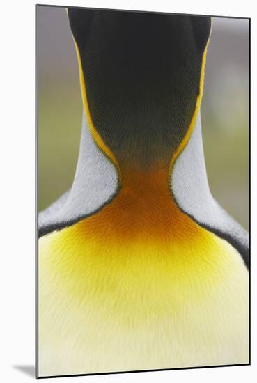 King Penguin (Aptenodytes patagonicus) adult, close-up of neck, Salisbury Plain, South Georgia-Bill Coster-Mounted Photographic Print