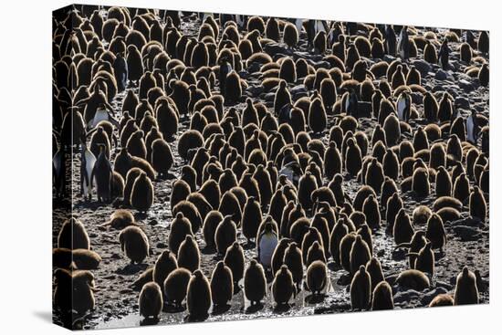 King Penguin (Aptenodytes Patagonicus) Adults with Chicks at St. Andrews Bay, South Georgia-Michael Nolan-Stretched Canvas