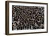 King Penguin (Aptenodytes Patagonicus) Adults with Chicks at St. Andrews Bay, South Georgia-Michael Nolan-Framed Photographic Print