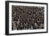 King Penguin (Aptenodytes Patagonicus) Adults with Chicks at St. Andrews Bay, South Georgia-Michael Nolan-Framed Photographic Print