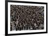 King Penguin (Aptenodytes Patagonicus) Adults with Chicks at St. Andrews Bay, South Georgia-Michael Nolan-Framed Photographic Print