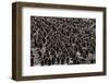 King Penguin (Aptenodytes Patagonicus) Adults with Chicks at St. Andrews Bay, South Georgia-Michael Nolan-Framed Photographic Print