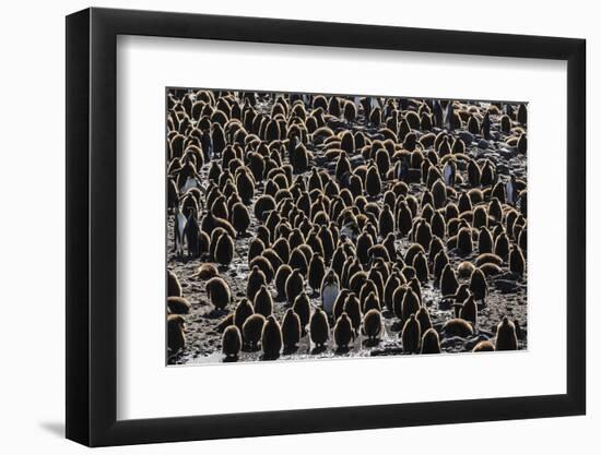 King Penguin (Aptenodytes Patagonicus) Adults with Chicks at St. Andrews Bay, South Georgia-Michael Nolan-Framed Photographic Print