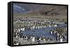 King Penguin (Aptenodytes Patagonicus) Breeding Colony at St. Andrews Bay, South Georgia-Michael Nolan-Framed Stretched Canvas