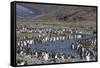 King Penguin (Aptenodytes Patagonicus) Breeding Colony at St. Andrews Bay, South Georgia-Michael Nolan-Framed Stretched Canvas