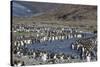 King Penguin (Aptenodytes Patagonicus) Breeding Colony at St. Andrews Bay, South Georgia-Michael Nolan-Stretched Canvas