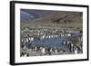King Penguin (Aptenodytes Patagonicus) Breeding Colony at St. Andrews Bay, South Georgia-Michael Nolan-Framed Photographic Print