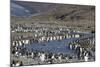 King Penguin (Aptenodytes Patagonicus) Breeding Colony at St. Andrews Bay, South Georgia-Michael Nolan-Mounted Photographic Print