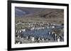 King Penguin (Aptenodytes Patagonicus) Breeding Colony at St. Andrews Bay, South Georgia-Michael Nolan-Framed Photographic Print