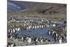 King Penguin (Aptenodytes Patagonicus) Breeding Colony at St. Andrews Bay, South Georgia-Michael Nolan-Mounted Photographic Print