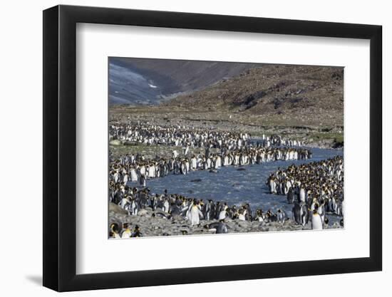 King Penguin (Aptenodytes Patagonicus) Breeding Colony at St. Andrews Bay, South Georgia-Michael Nolan-Framed Photographic Print