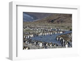 King Penguin (Aptenodytes Patagonicus) Breeding Colony at St. Andrews Bay, South Georgia-Michael Nolan-Framed Photographic Print