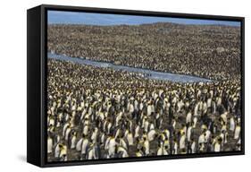 King Penguin (Aptenodytes Patagonicus) Breeding Colony at St. Andrews Bay-Michael Nolan-Framed Stretched Canvas