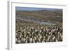 King Penguin (Aptenodytes Patagonicus) Breeding Colony at St. Andrews Bay-Michael Nolan-Framed Photographic Print