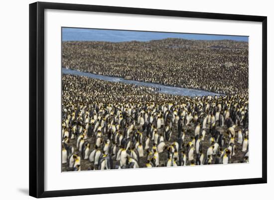 King Penguin (Aptenodytes Patagonicus) Breeding Colony at St. Andrews Bay-Michael Nolan-Framed Photographic Print