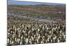 King Penguin (Aptenodytes Patagonicus) Breeding Colony at St. Andrews Bay-Michael Nolan-Mounted Photographic Print
