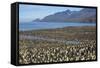 King Penguin (Aptenodytes Patagonicus) Breeding Colony at St. Andrews Bay-Michael Nolan-Framed Stretched Canvas