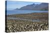 King Penguin (Aptenodytes Patagonicus) Breeding Colony at St. Andrews Bay-Michael Nolan-Stretched Canvas