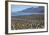 King Penguin (Aptenodytes Patagonicus) Breeding Colony at St. Andrews Bay-Michael Nolan-Framed Photographic Print