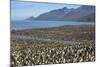 King Penguin (Aptenodytes Patagonicus) Breeding Colony at St. Andrews Bay-Michael Nolan-Mounted Photographic Print