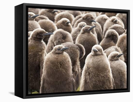 King Penguin (Aptenodytes Patagonicus) Chick Creche, Volunteer Point, East Falkland-Eleanor Scriven-Framed Stretched Canvas